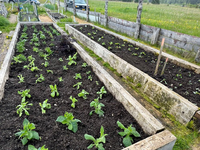 Robert and Abigail’s Community Garden plot.